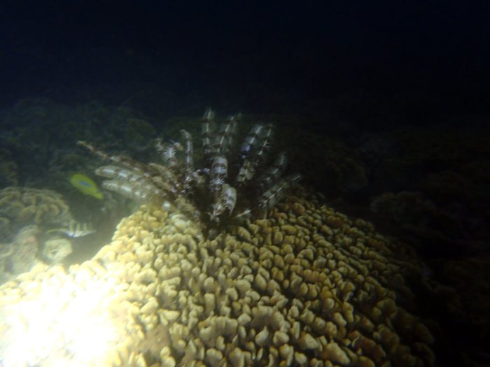 Crinoïde