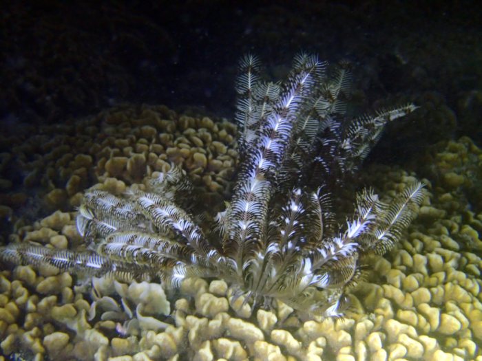 Crinoïde