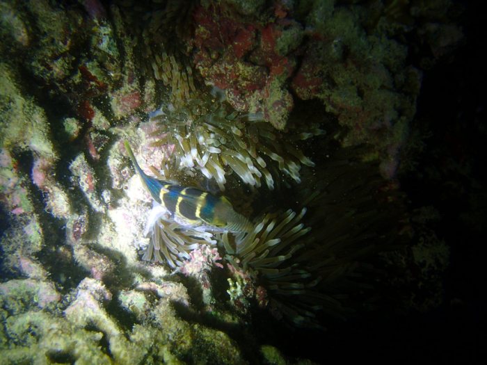 Canthigaster valentini