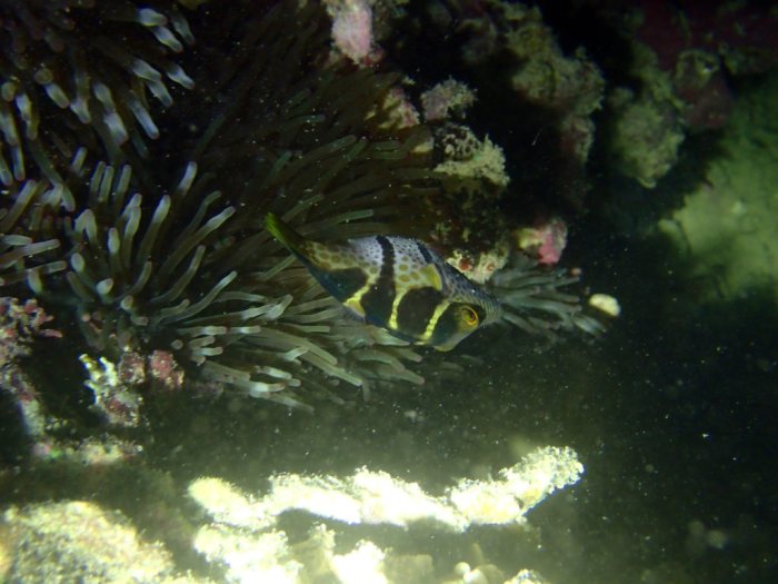 Canthigaster valentini