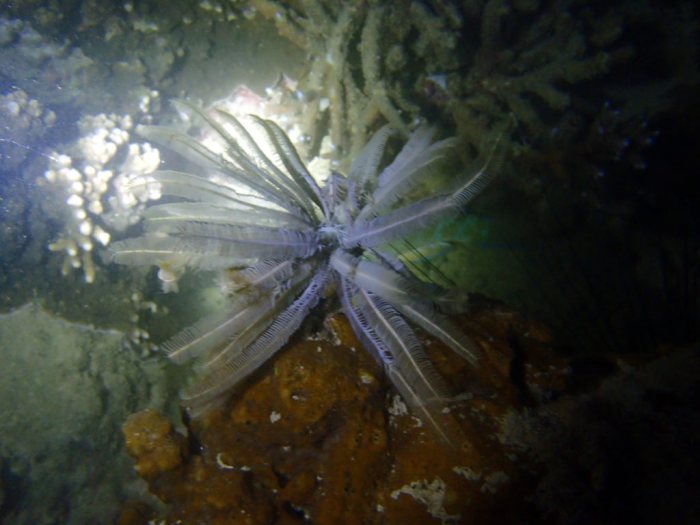 Clarkcomanthus (Comantus) mirabilis