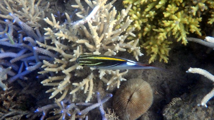 Scolopsis bilineata