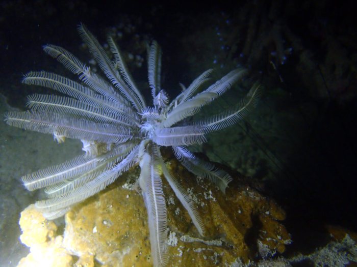 Clarkcomanthus (Comantus) mirabilis