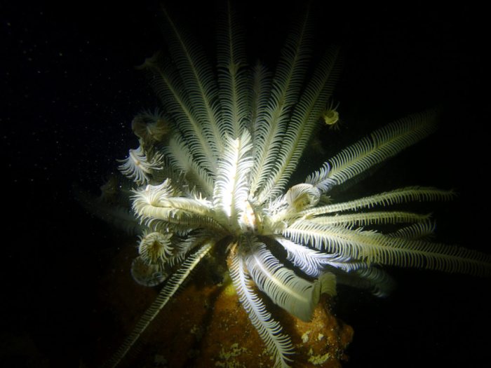 Clarkcomanthus (Comantus) mirabilis