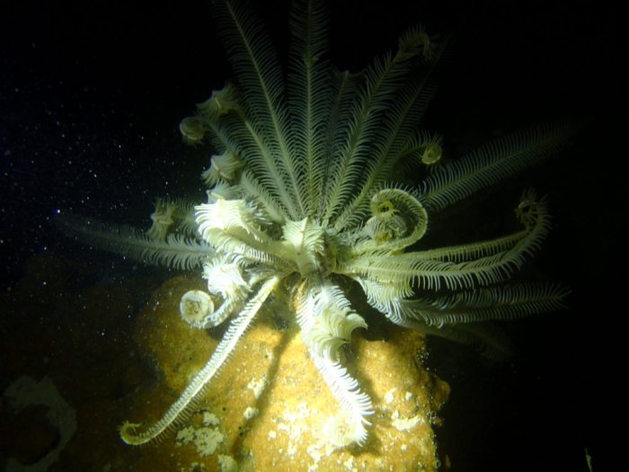 Clarkcomanthus (Comantus) mirabilis