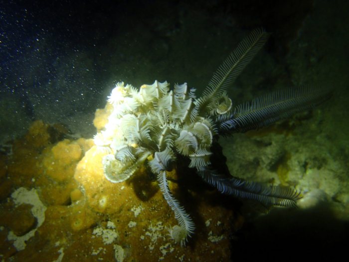 Clarkcomanthus (Comantus) mirabilis