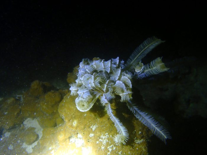 Clarkcomanthus (Comantus) mirabilis