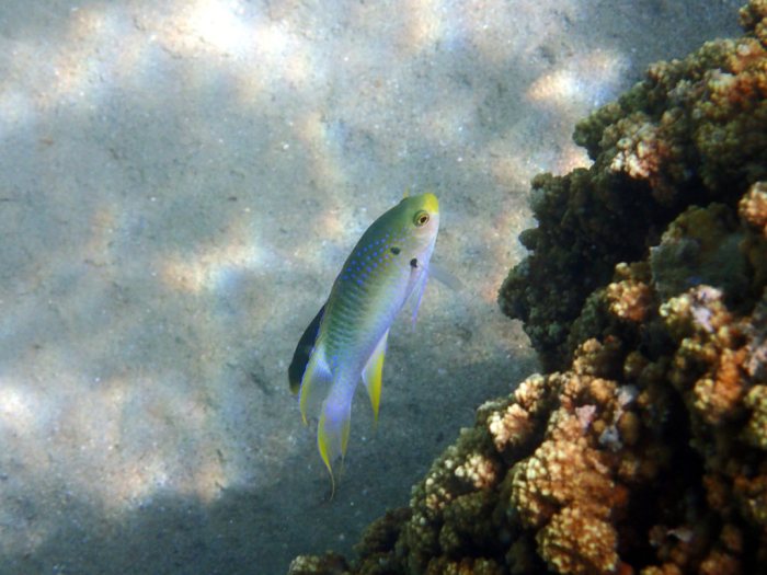 Neopomacentrus nemurus