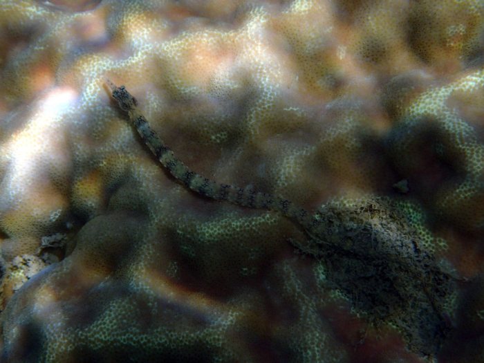 Corythoichthys haematopterus