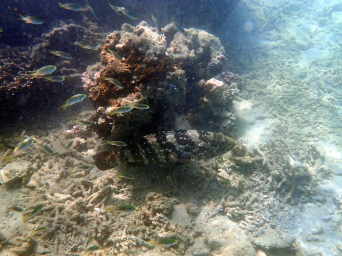 Epinephelus coioides