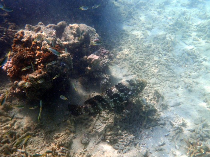 Epinephelus coioides