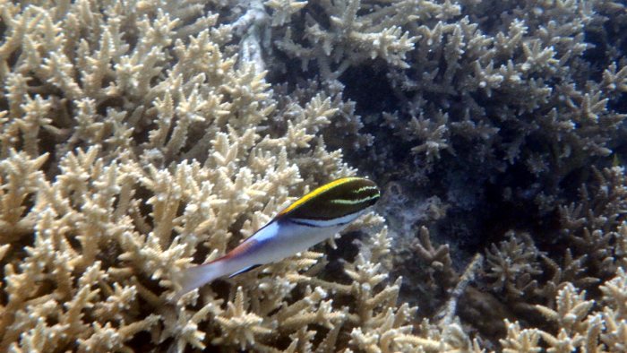 Scolopsis bilineata
