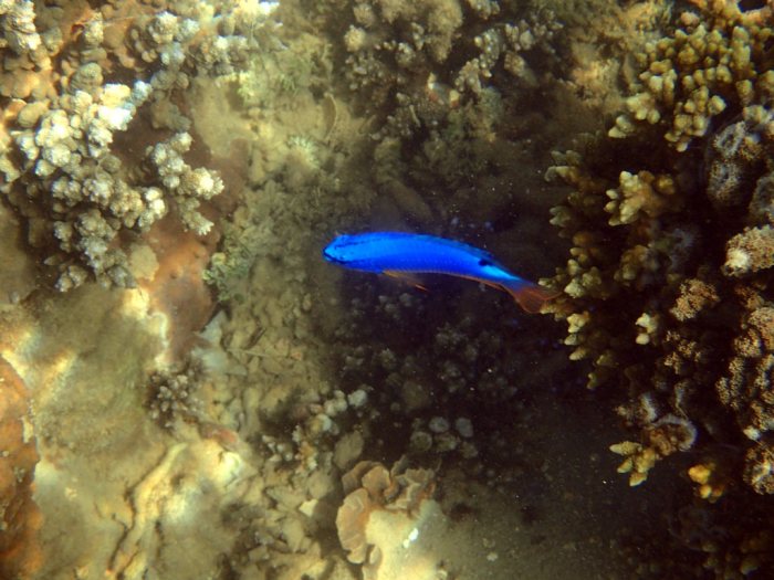 Chrysiptera taupou