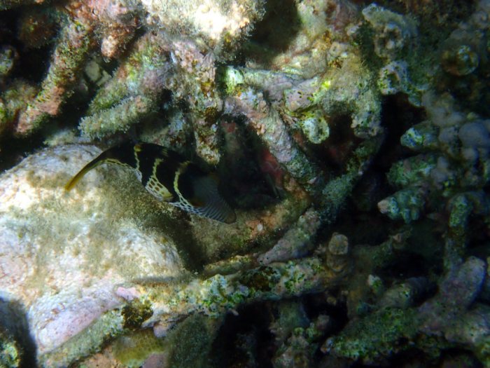 Canthigaster valentini