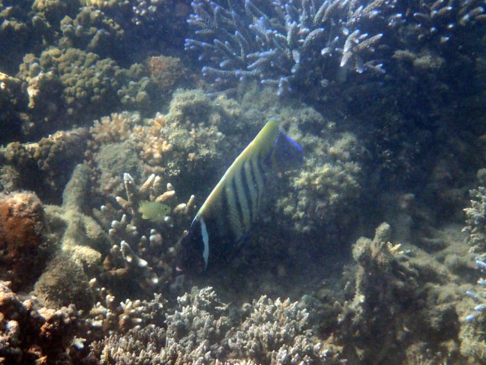 Pomacanthus sexstriatus