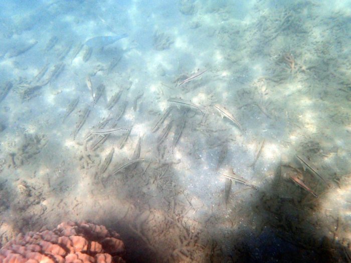 Upeneus tragula