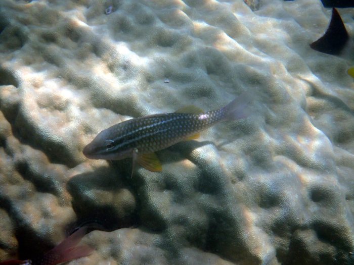 Parupeneus ciliatus