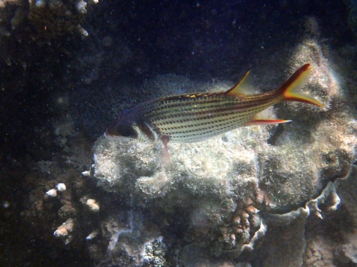 Neoniphon sammara