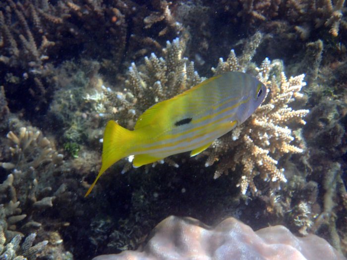 Lutjanus fulviflamma