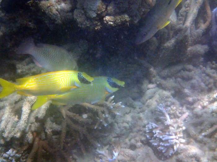 Siganus puellus