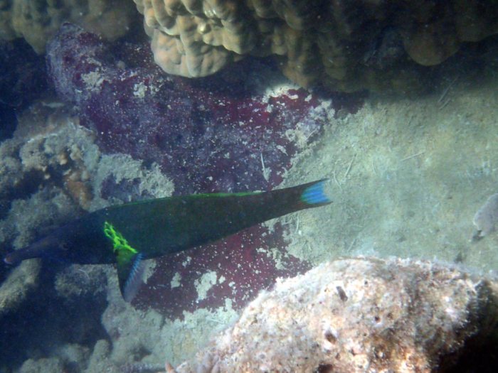 Gomphosus varius