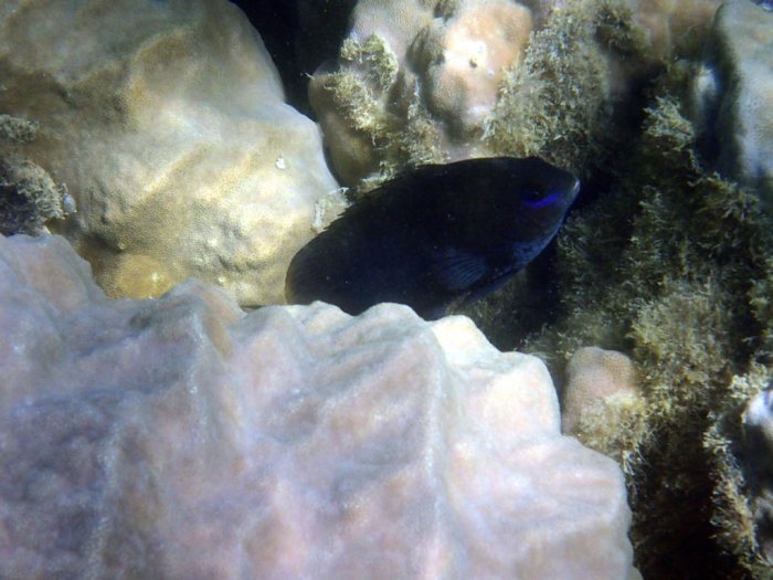 Poisson-demoiselle