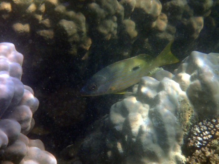 Lutjanus fulviflamma