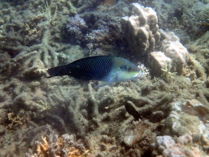 Hemigymnus melapterus