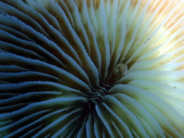 Fungia