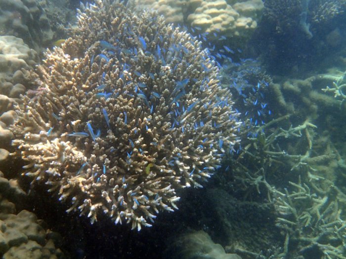 Chromis viridis
