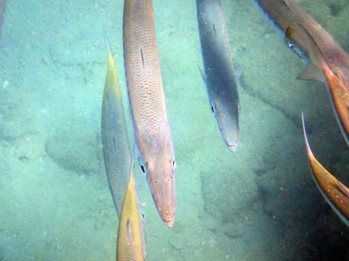 Sphyraena flavicauda