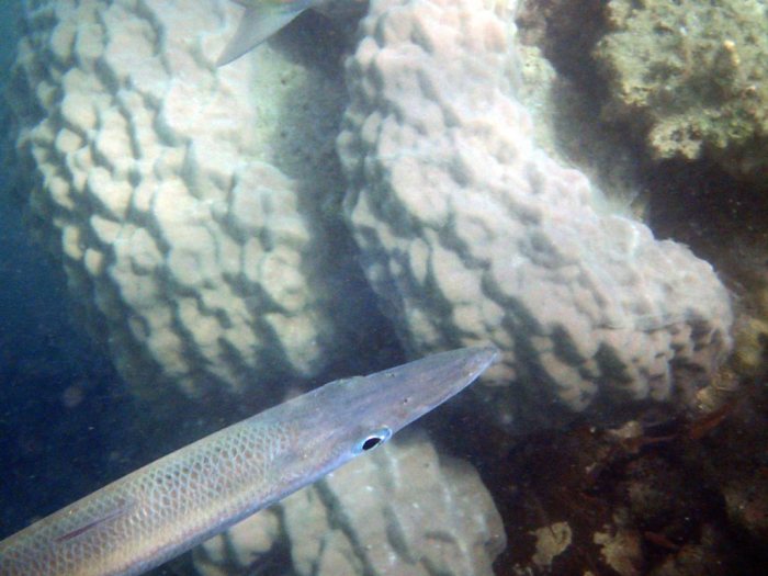 Sphyraena flavicauda