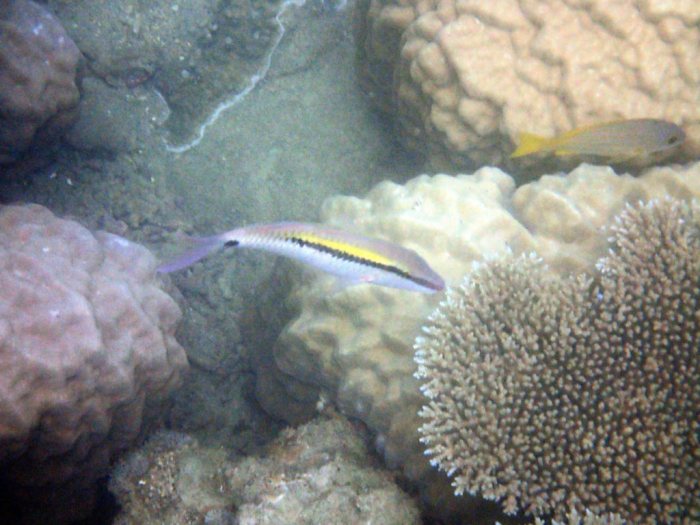 Parupeneus barberinus