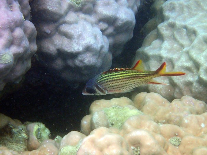 Neoniphon sammara