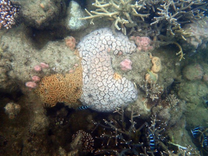 Corail dur