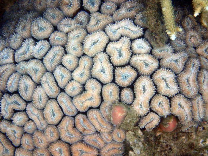 Corail dur