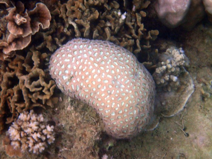 Corail dur