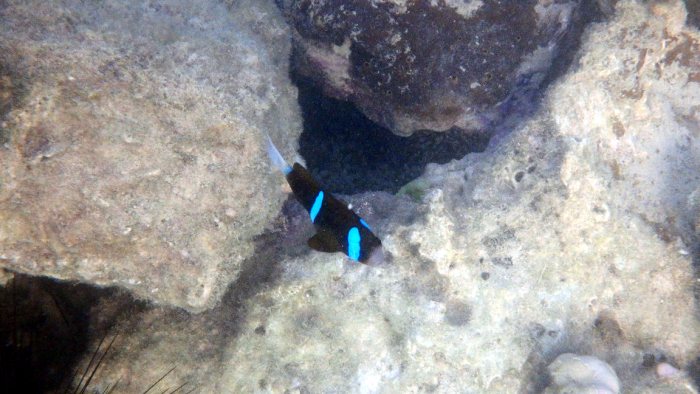 Amphiprion akindynos