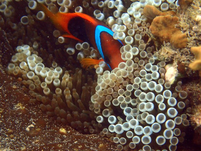 Amphiprion melanopus