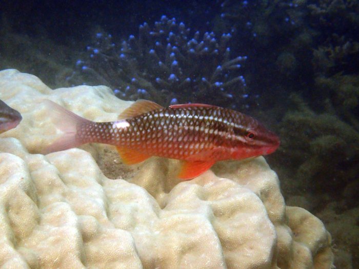 Parupeneus ciliatus