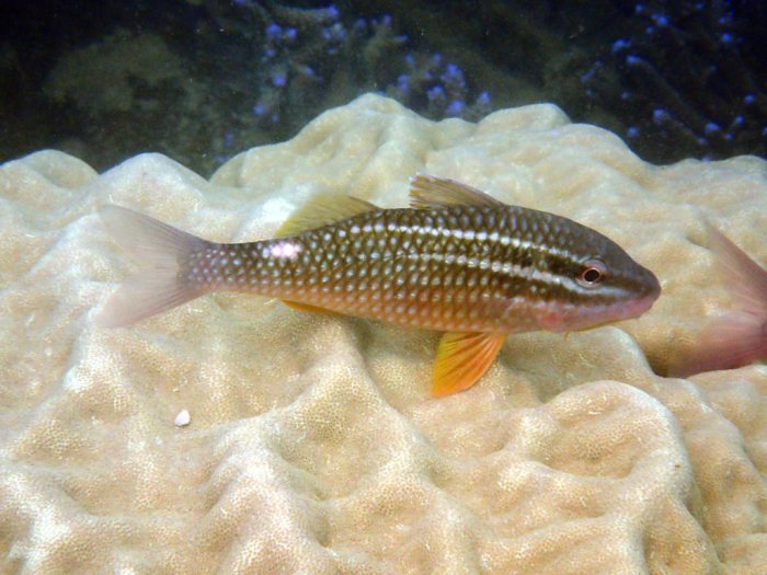 Parupeneus ciliatus