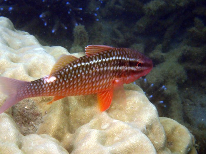 Parupeneus ciliatus