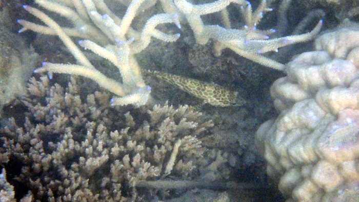 Epinephelus merra