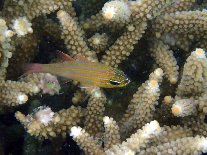 Ostorhinchus cyanosoma