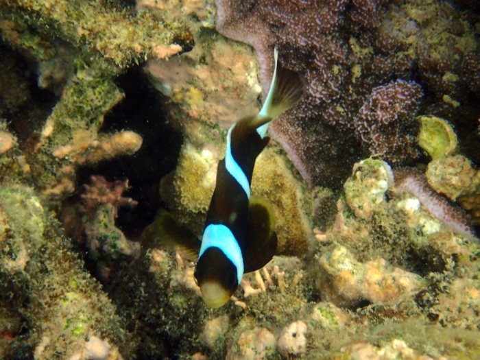 Amphiprion akindynos