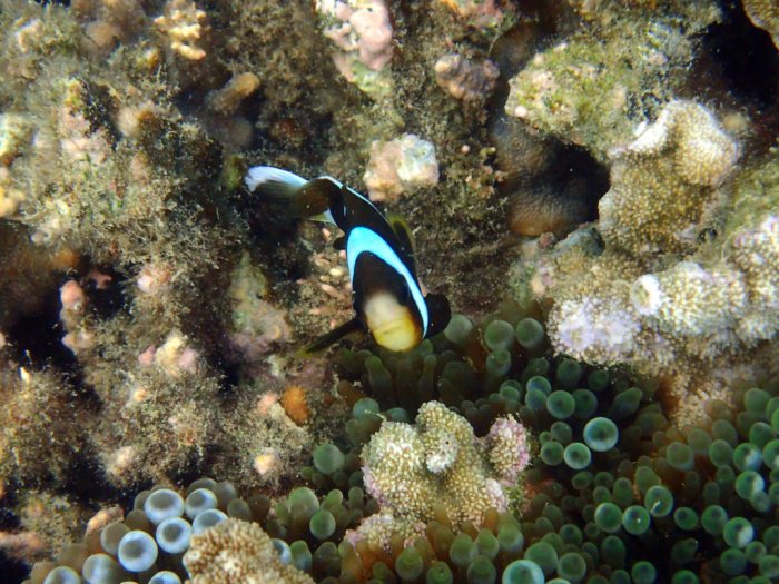 Amphiprion akindynos