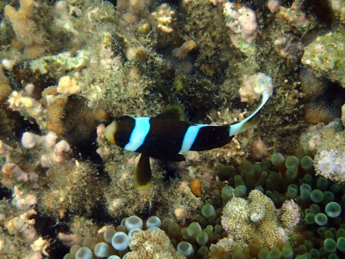Amphiprion akindynos