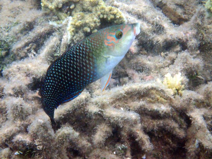 Hemigymnus melapterus