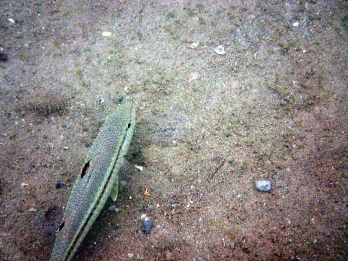 Upeneus tragula