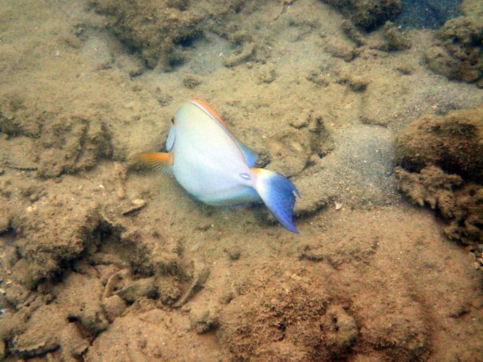 Acanthurus xanthopterus